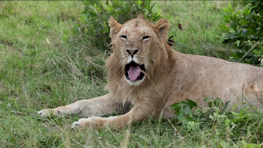 A lioness lies on green grass in the Masai Mara, Kenya, yawning with her mouth wide open, revealing sharp teeth and tongue in slow motion.