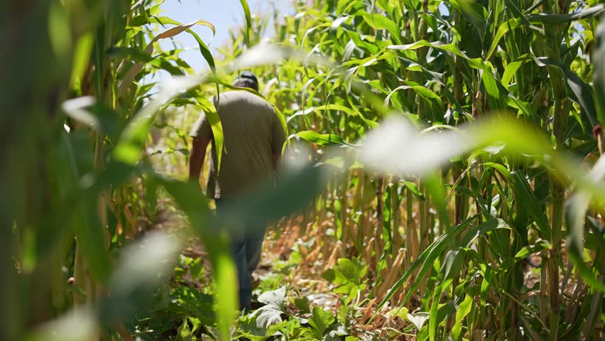 Farmer walking through a field of corn