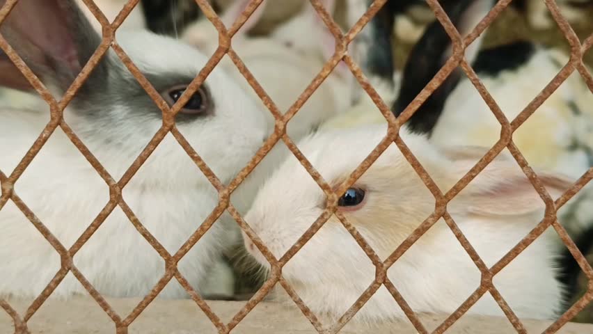 Rabbits Stock Video, 
Rabbit - Animal, Group Of People, Adult, Animal, Animal Wildlife