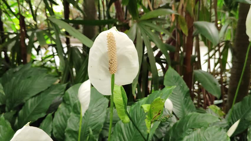 Beautiful white peace lilies in the garden