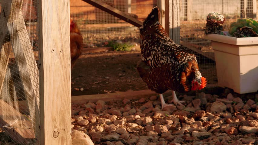 A chicken is curiously leaving his Chicken coop. 4k video. Free Range chickens. Farm life. Chicken Farm