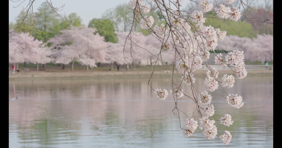 Cherry Blossoms at the Tidal Basin in Washington DC. Sunrise and early morning. 