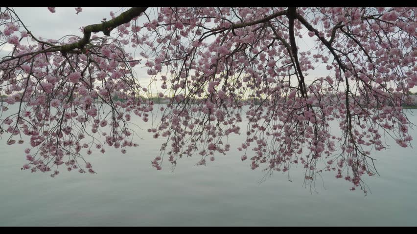 Cherry Blossoms at the Tidal Basin in Washington DC. Sunrise and early morning. 