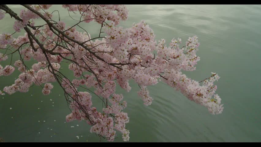Cherry Blossoms at the Tidal Basin in Washington DC. Sunrise and early morning. 