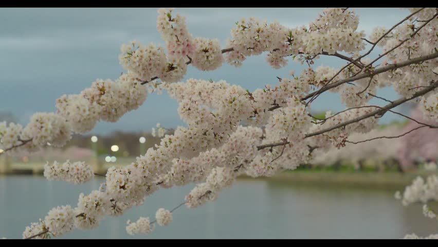 Cherry Blossoms at the Tidal Basin in Washington DC. Sunrise and early morning. 