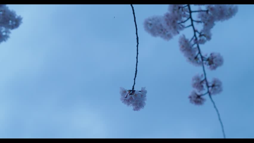 Cherry Blossoms at the Tidal Basin in Washington DC. Sunrise and early morning. 