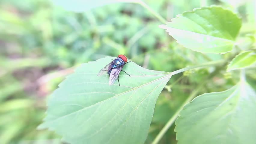 A latrine fly landed on a green leaf swaying in the wind 