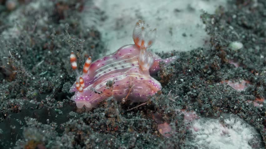 Two nudibranchs sit on the sea floor, huddled close to each other. Spotted Hypselodoris (Hypselodoris maculosa)ID:rhinophores with two red bands. Notum with thin white lines, margin purple to brownish