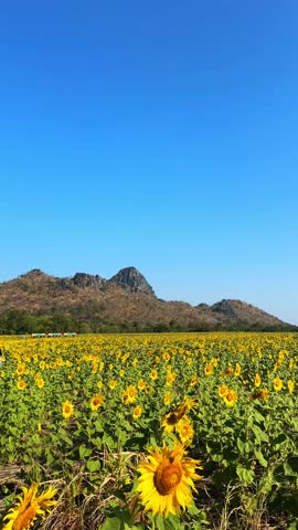 Beautiful Landscape Sunflower Fields with mountain in Khao Chin Lae at Lopburi, Vertical Video