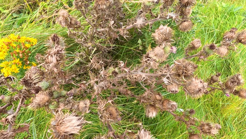 Close-up of thistles and yellow flowers in nature