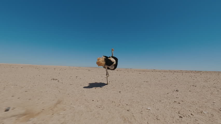 Shutterstock Video