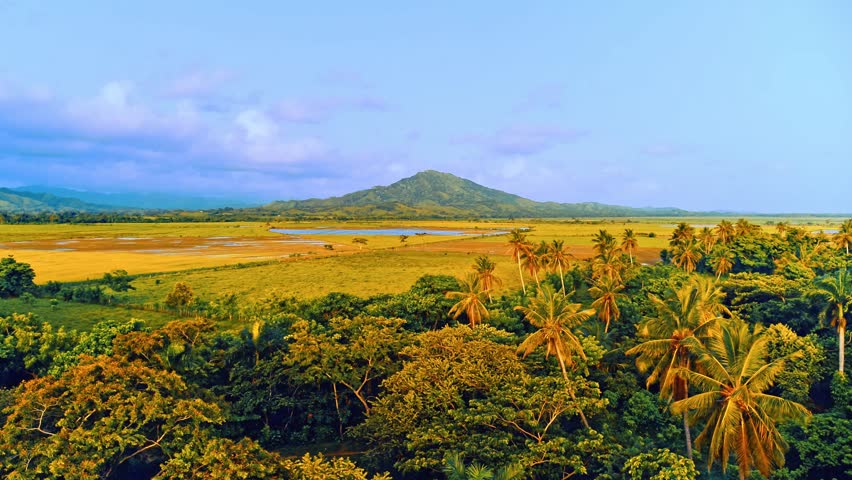 Landscape of mountains and hills of Dominican Republic. Palm jungle early in the morning at dawn. Vivid lush tropical vegetation. Palm trees and mangrove forest against a mountain valley background.
