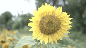 Field of sunflowers on a farm - Powered by Shutterstock - Get 15% off with code: PIKWIZARD15