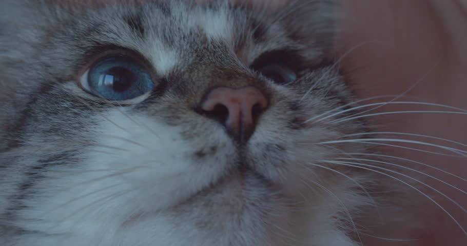 A funny fluffy cat with blue eyes sits on the hands of its owner. The face of a funny cat close-up.