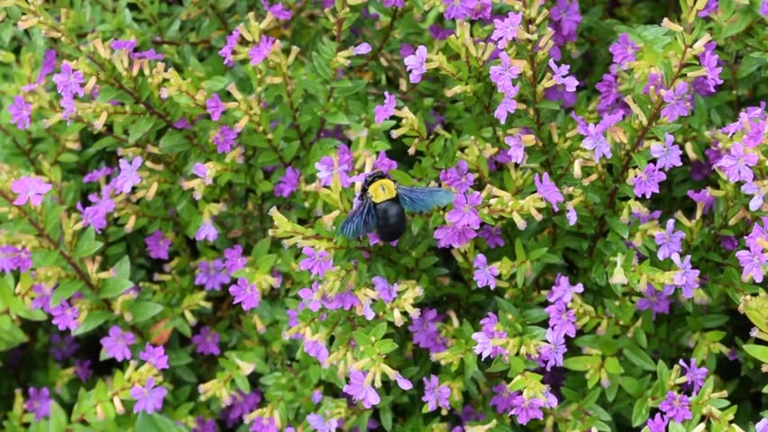 Carpenter bee (Xylocopa) are eating pollen and nectar on Taiwan Beauty flowers