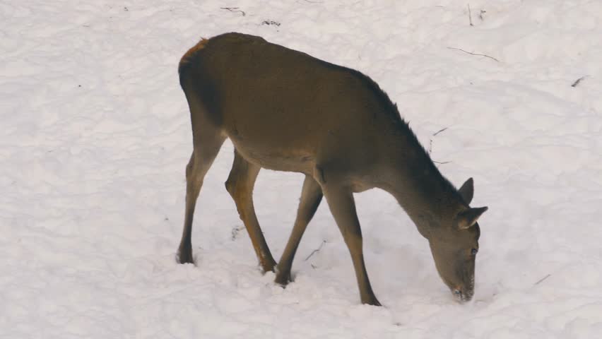 The red deer (Cervus elaphus) is one of the largest deer species. A male red deer is called a stag or hart, and a female is called a doe or hind.