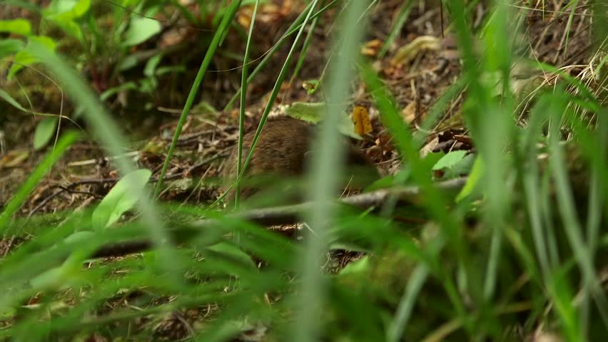 Cute, Brown Mouse Searches for Food Among the Needles and Leaves in the Forest. A Mouse is a Small Rodent. Mice have a Pointed Snout, Small Rounded Ears, a Body-Length Tail, and a High Breeding Rate.