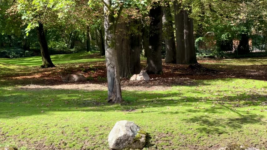 deer in the forest, zoo, park