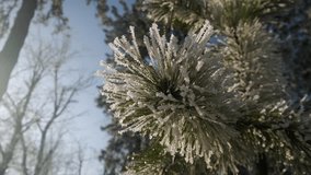 Frost melts on pine tree twigs. Frosted pine tree. Morning in a winter park - Powered by Shutterstock - Get 15% off with code: PIKWIZARD15