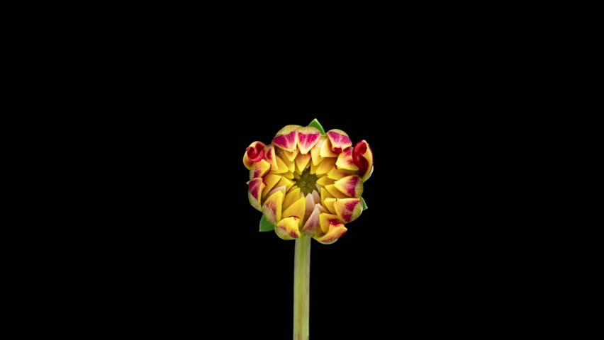 4K Time Lapse of blooming red and yellow Dahlia. Timelapse of growing and opening beautiful flower isolated on black background. Time-lapse close-up.