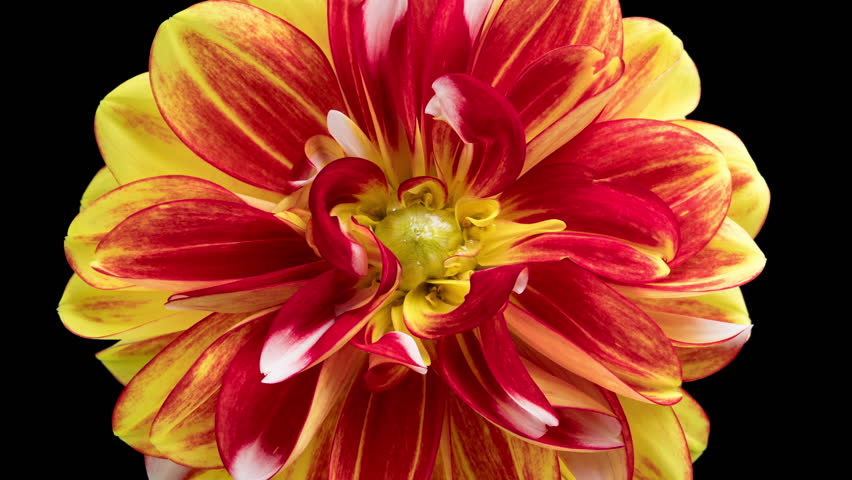 4K Time Lapse of blooming red and yellow Dahlia. Timelapse of growing and opening beautiful flower isolated on black background. Time-lapse close-up.