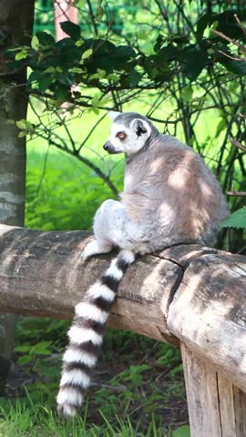 catta lemur sitting on wood fence, vertical video

