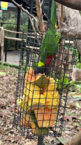 a cute colorful ornate lorikeet, ornate lory bird is eating a bunch of corn and papayas in a large aviary cage at Lembang Park and Zoo, Bandung. It is a species of parrot in the family Psittaculidae