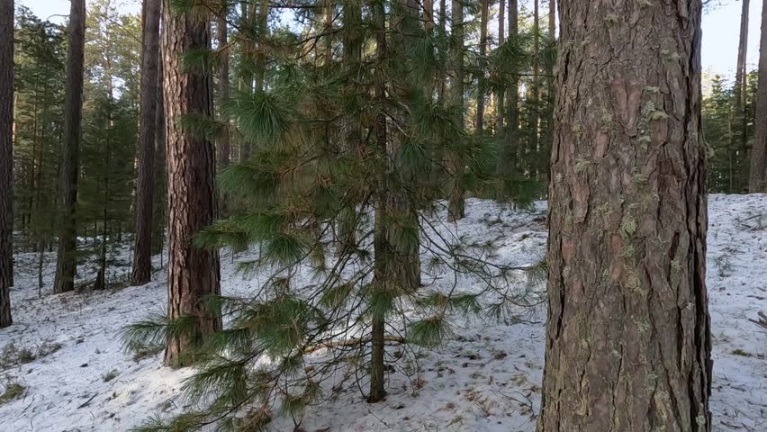 A man cuts spruce branches from a tree in a winter forest