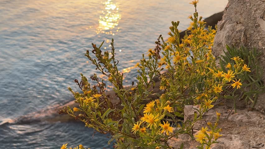 Yellow flowers on sea shore with golden reflections on the water in evening.