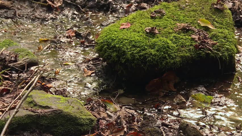 Close-up of a moss-covered rock by a gently flowing stream in a forest, surrounded by fallen leaves and natural woodland debris. Cuyahoga, USA