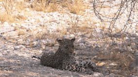 Leopard lies on the ground in the shade of the bushes in Africa - Powered by Shutterstock - Get 15% off with code: PIKWIZARD15