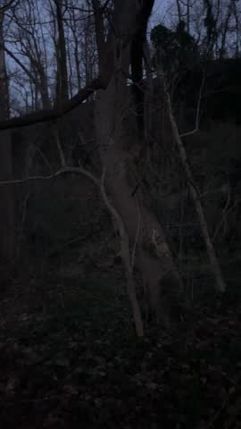 Unsettling, Eerie Woods at Night *Horror*