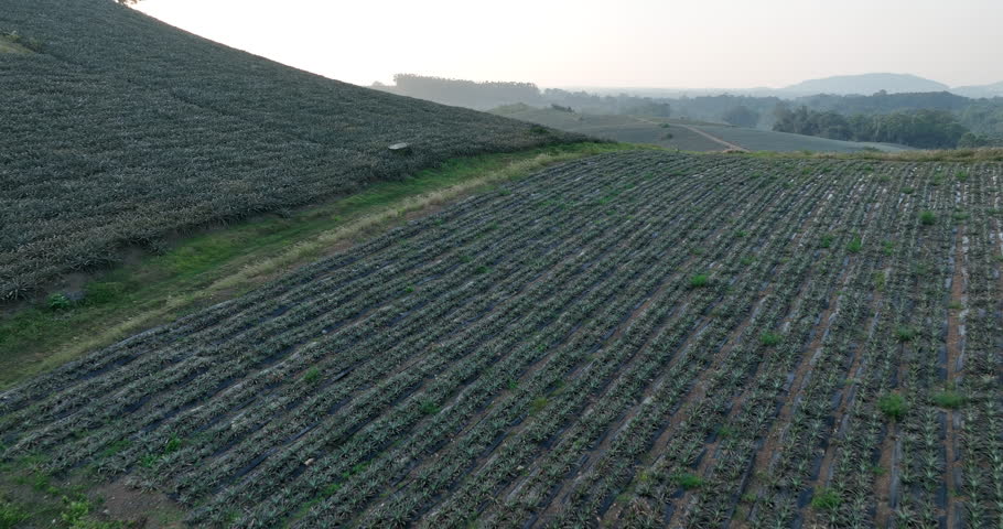 Aerial footage of pineapple grow on tree in garden
