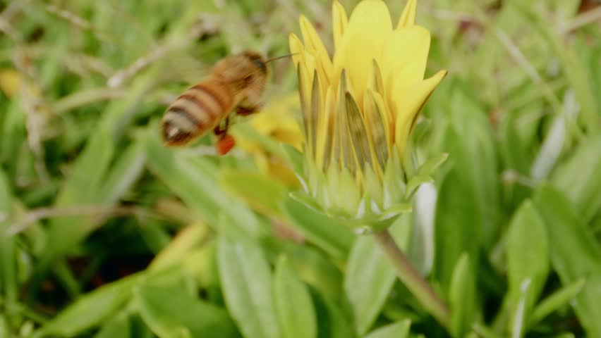 Bee collects pollen from vibrant yellow flower in a lush garden during sunny daytime