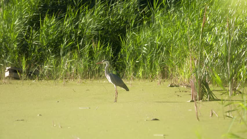 Summer, Heron stands motionless in the water