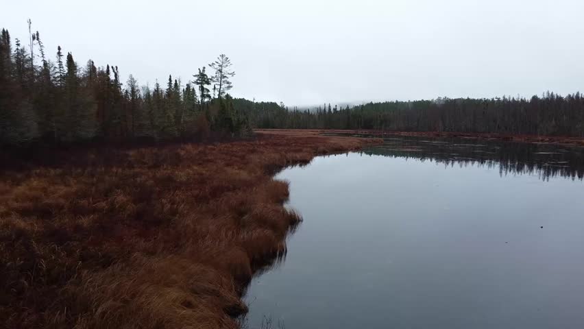 Video shot of autumn wetlands in the forests of Minnesota a cloudy day