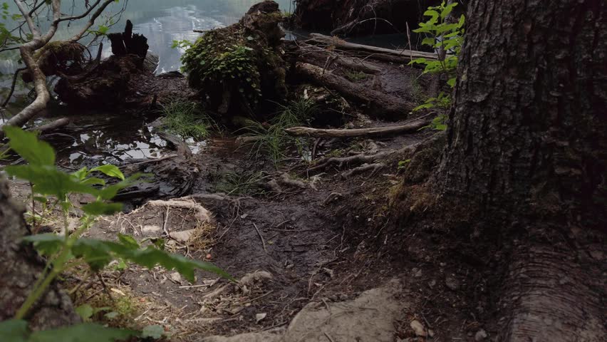 Lake Mountain reveal from shore tree roots, bugs Emerald lake, Alberta, Canada