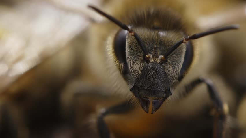 Close-up view of a bee showcasing intricate details of its eyes and antennae in natural habitat