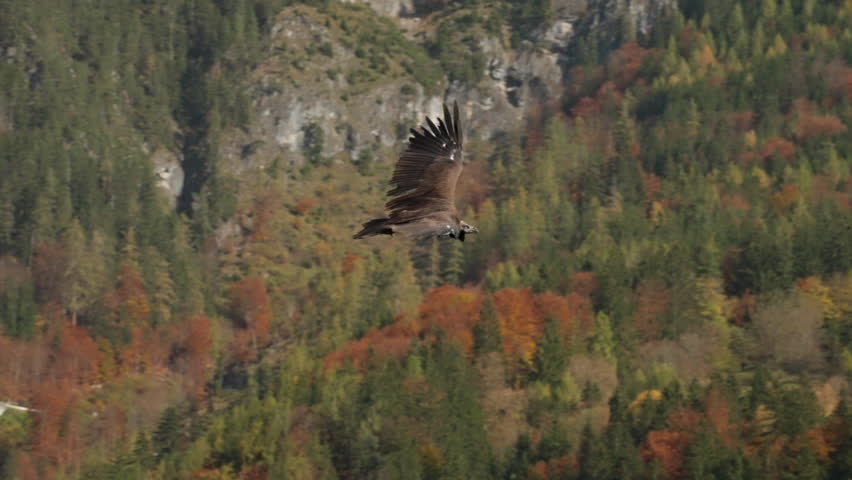 A hawk gracefully glides through the crisp air above a vibrant autumn landscape, showcasing shades of orange, yellow, and green foliage against rocky cliffs.