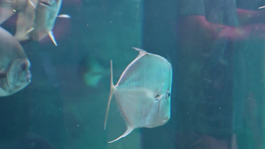 Moonfish swimming in zoo aquarium enclosure