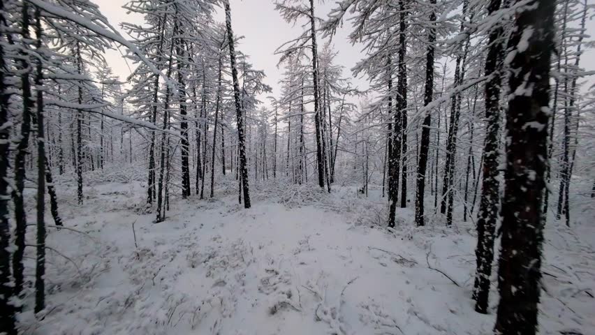 A tranquil winter forest scene features tall, snow-covered trees creating a peaceful atmosphere. The early morning light enhances the beauty of the untouched snow, inviting exploration.