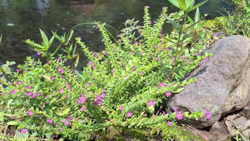 4K Video Footage of the beauty of purple mini flowers on the river bank