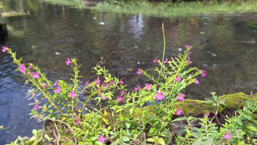 4K Video Footage of the beauty of purple mini flowers on the river bank