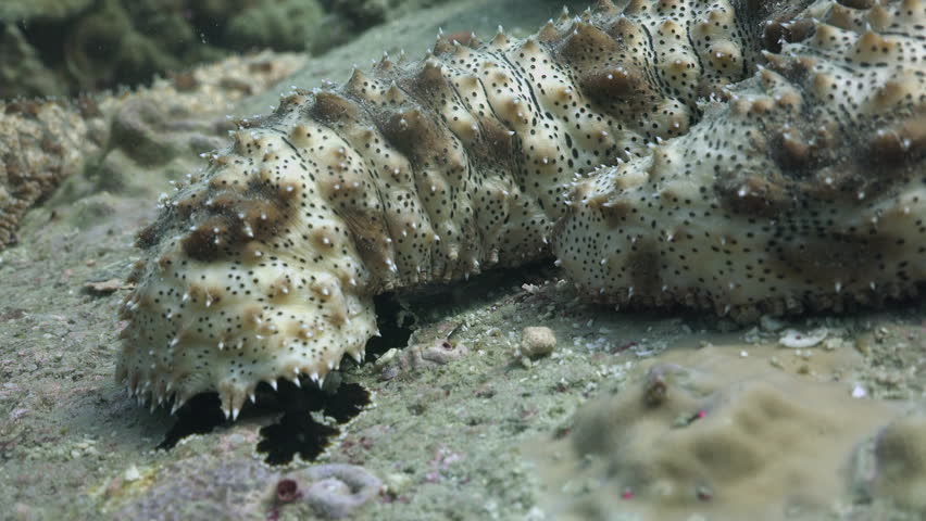 Sea Cucumber walking on Sea Floor