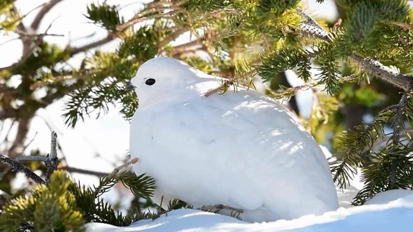 Beautiful video of ptarmigan in its natural habitat, showcasing unique behaviors and the beauty of nature. Perfect for wildlife and ecosystem projects
