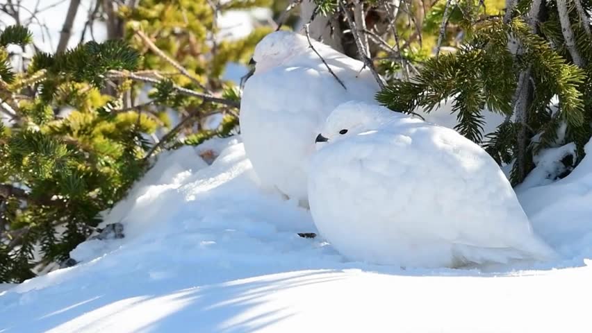 Beautiful video of ptarmigan in its natural habitat, showcasing unique behaviors and the beauty of nature. Perfect for wildlife and ecosystem projects