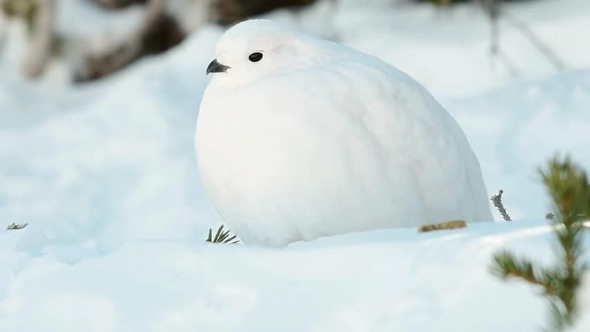 Beautiful video of ptarmigan in its natural habitat, showcasing unique behaviors and the beauty of nature. Perfect for wildlife and ecosystem projects