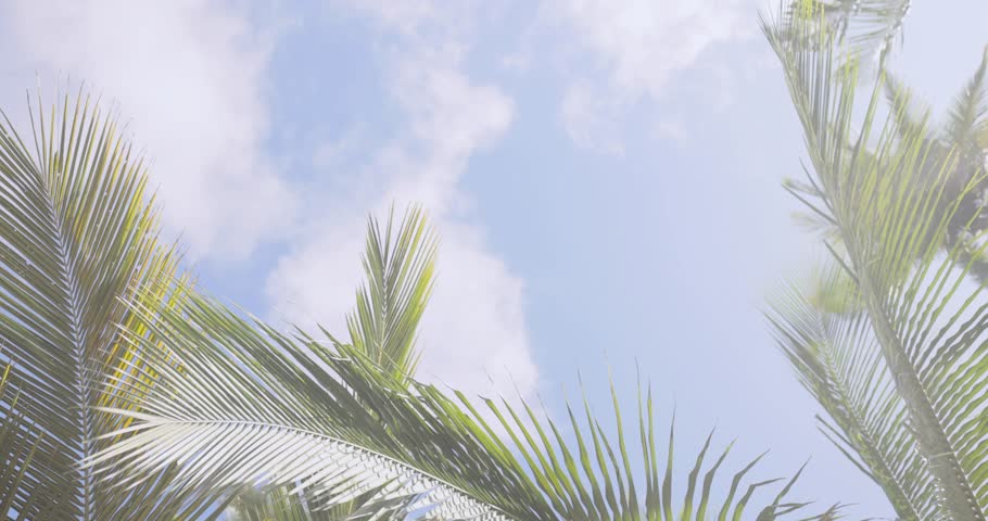 A stylish woman in a straw hat and white summer dress strolls through a lush tropical palm tree canopy under bright sunlight. Perfect for travel, leisure, and exotic getaway themes. 