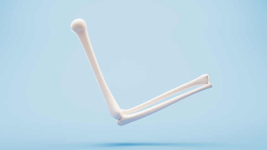 Biological anatomy of the skeleton and bone health, 3d rendering. Motion graphic.