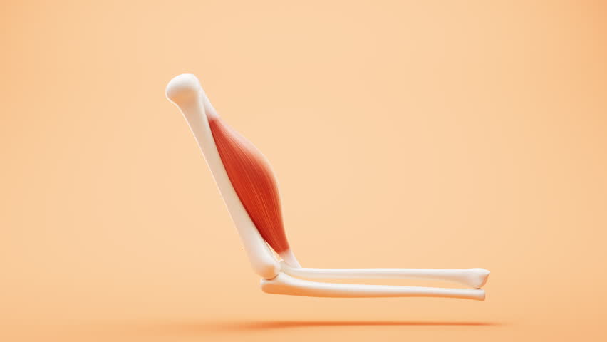 Shutterstock Video